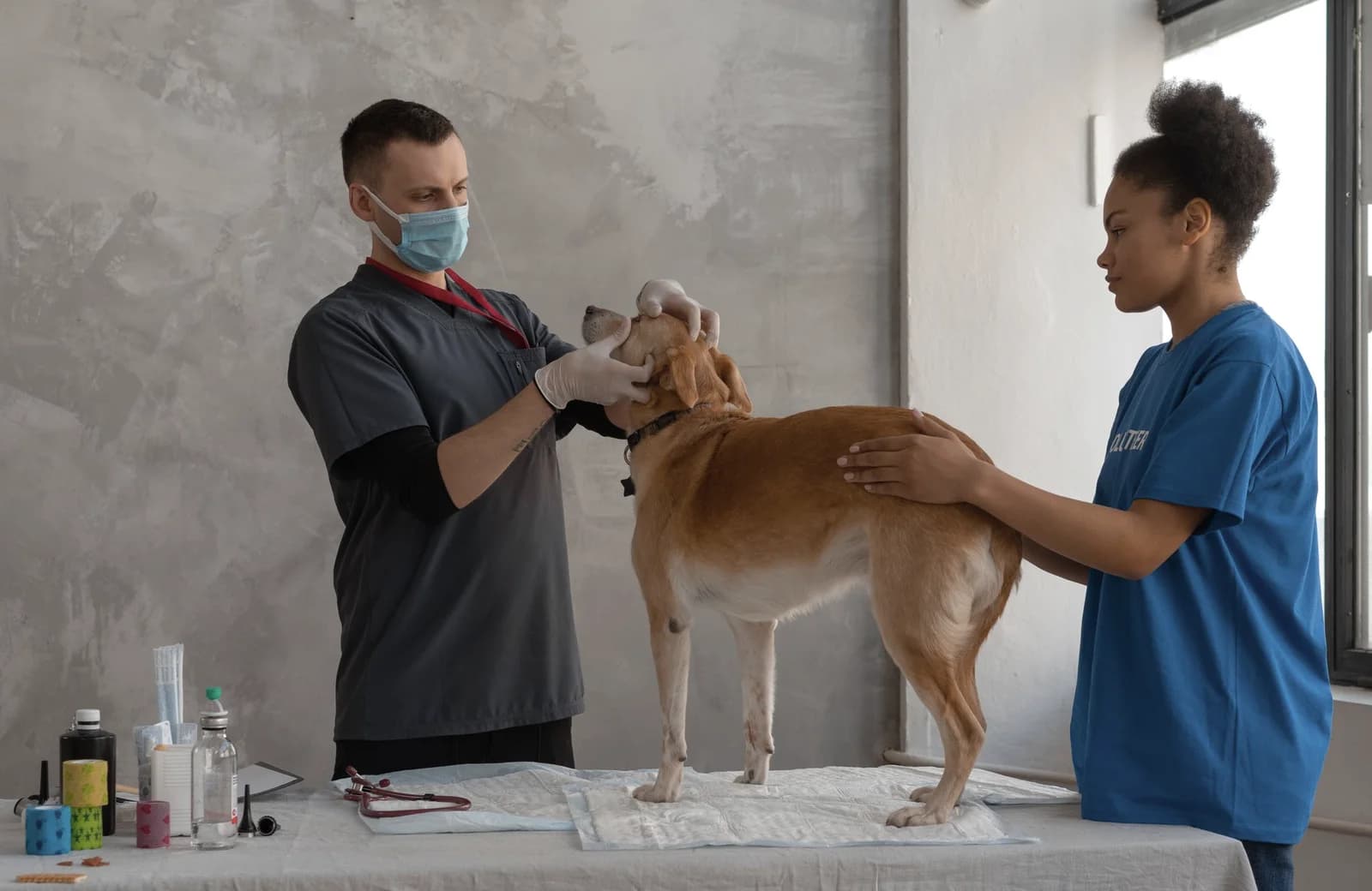 En hund bliver undersøgt på en dyreklinik