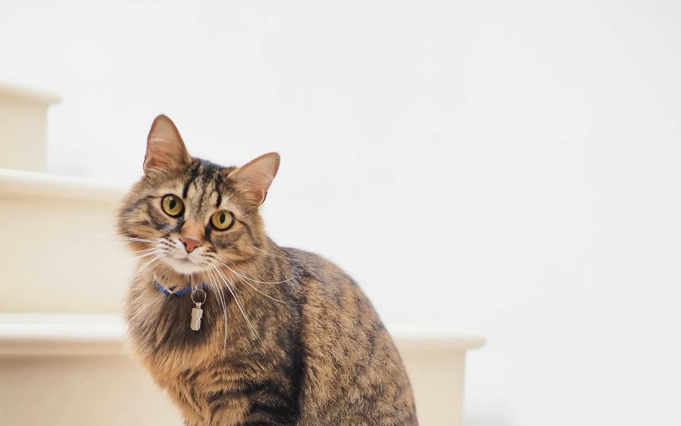 Kat hviler i sit hjem
