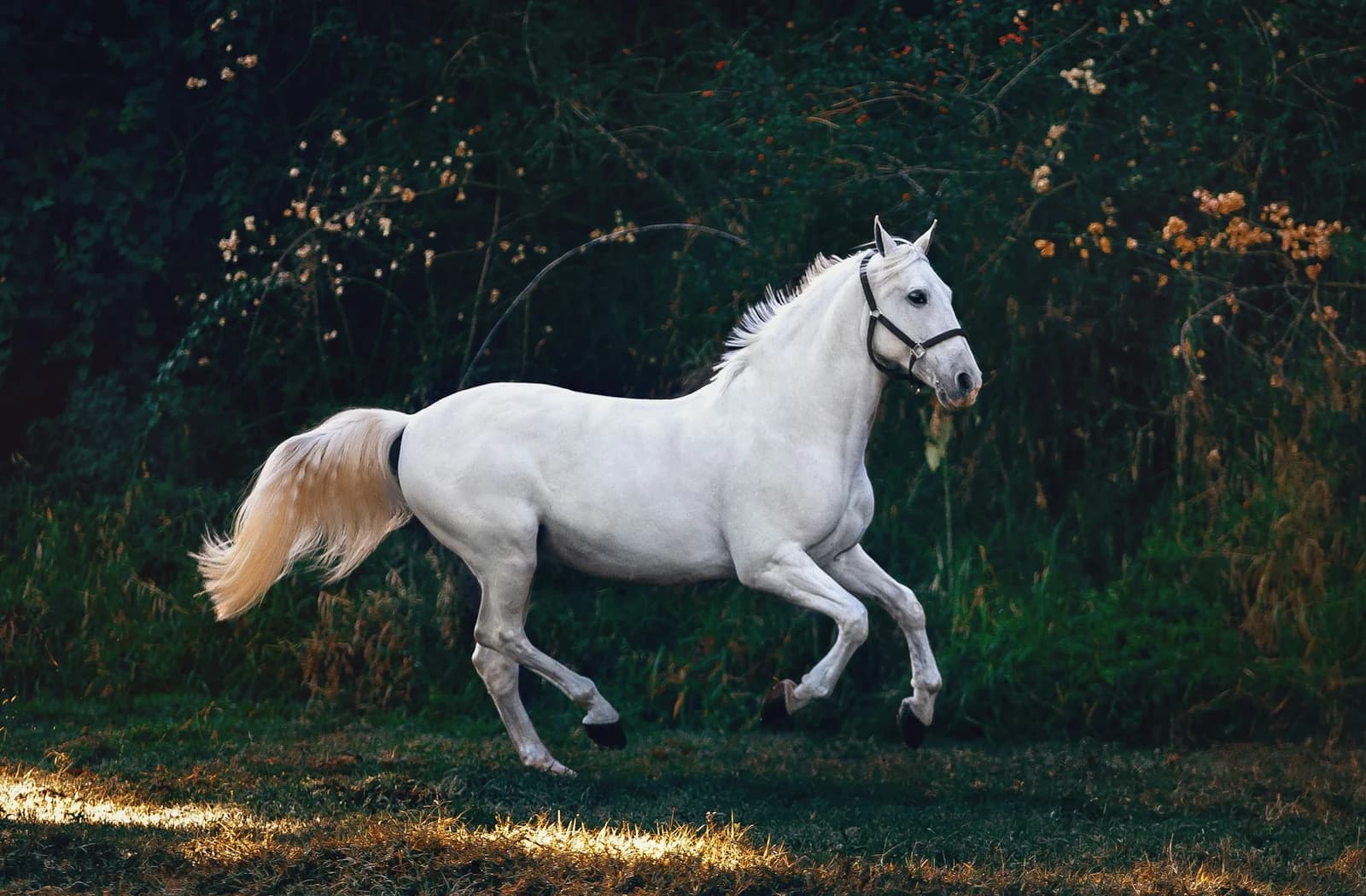 Hest står på en mark