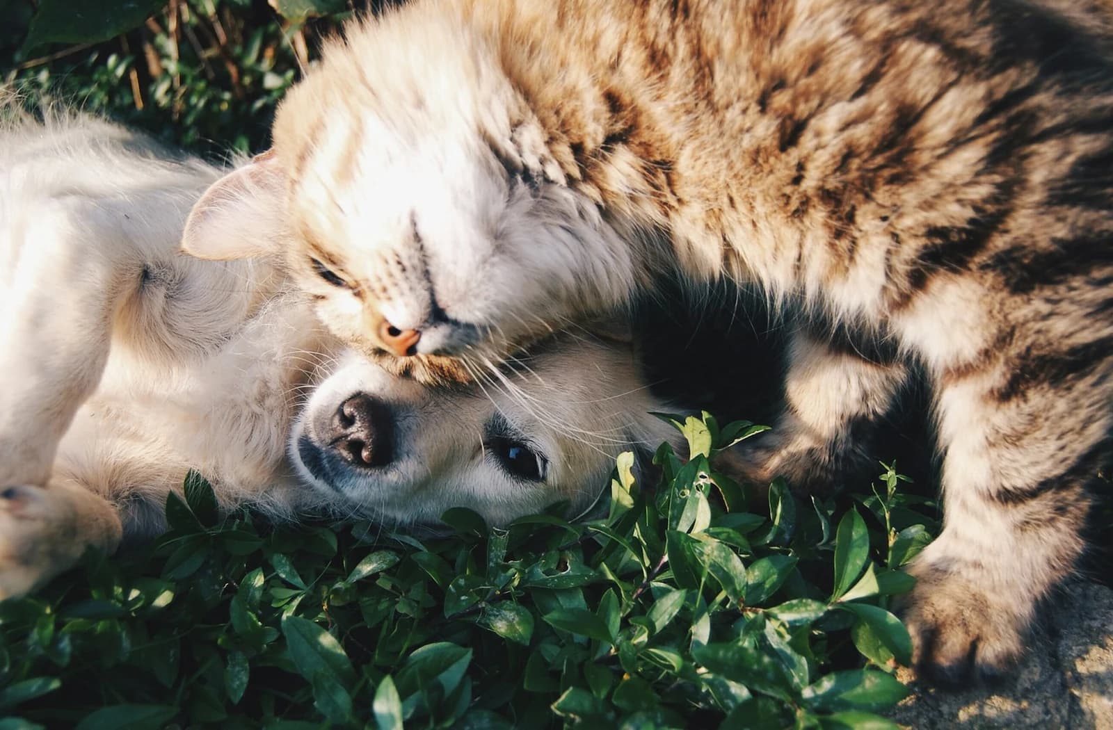 Hund og kat sidder sammen i et hjem